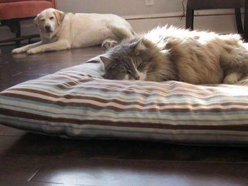 娱乐吃瓜酱狗狗打猫咪,娱乐吃瓜酱现场直播